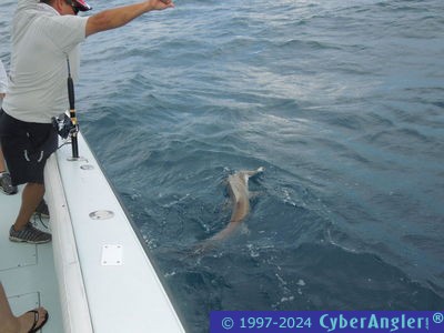 Hammerhead Shark Release