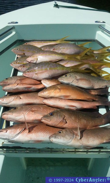 Snapper Limit!