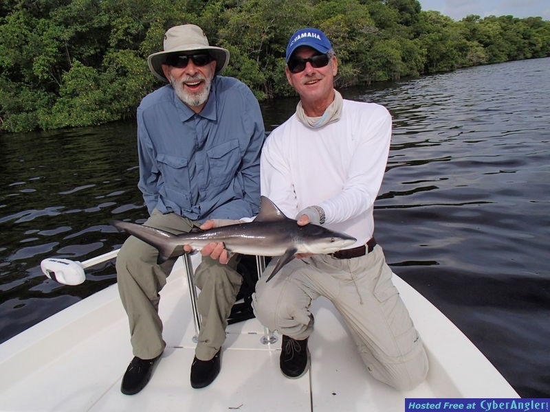 David_n_bull_shark