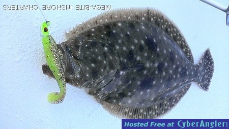 Flounder