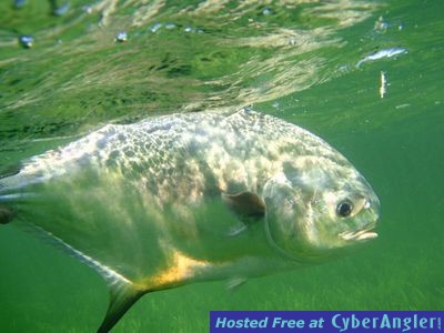 Permit Fishing In Biscayne Bay