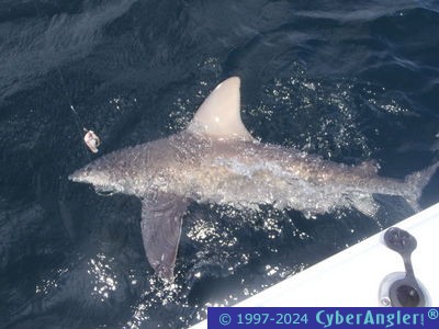 Click to Enlarge Photo