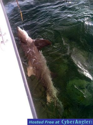 shallow-water shark fishing, Marathon FL Keys 9/11/13
