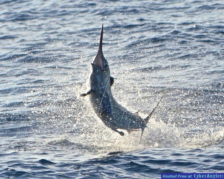 Click to Enlarge Photo