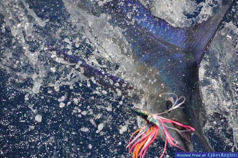 Click to Enlarge Photo