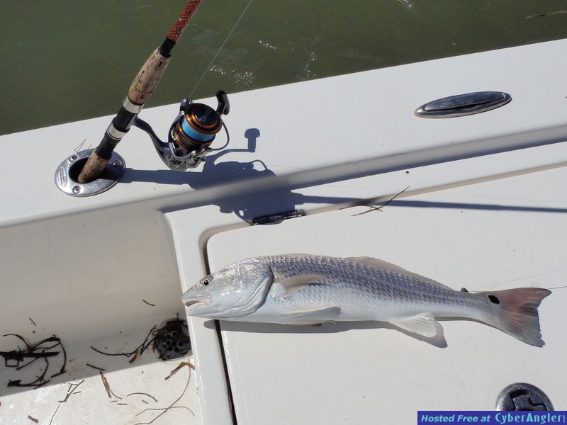 Redfish_caught_using_line