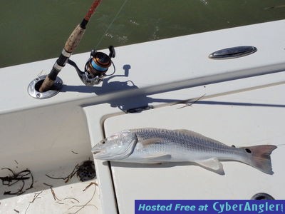 Redfish_caught_using_line