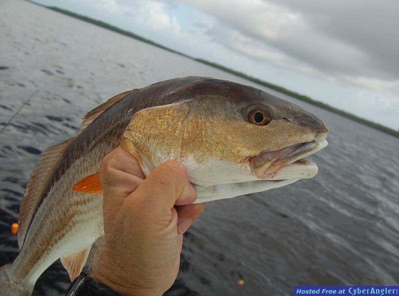 Redfish_6_Photo_Capt_Rob_Modys