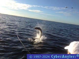 Click to Enlarge Photo