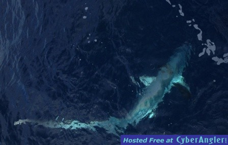 Small eyed Thresher Shark