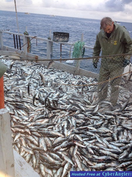 Hairing Fishing