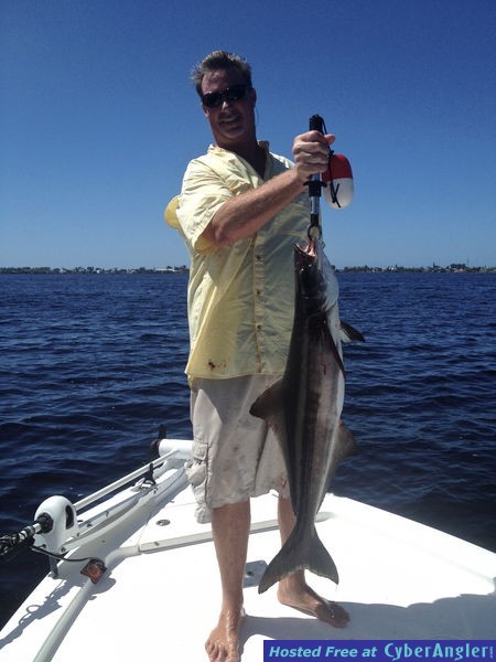 cobia_off_anna_maria_island1
