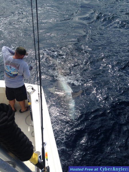 700 lb Tiger Shark