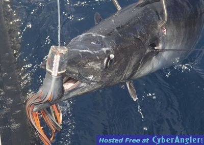 Click to Enlarge Photo