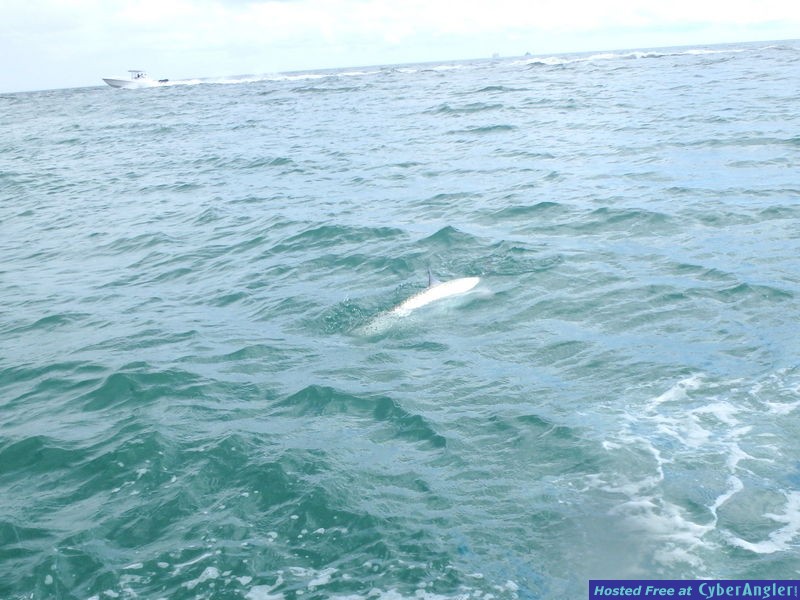 Arnies_tarpon_3