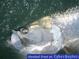 Spawning October Redfish