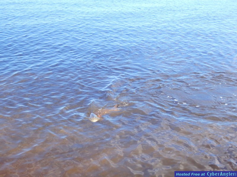 Bretts_big_redfish