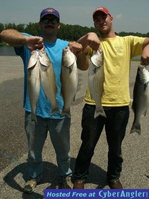 Schooling Striped Bass!