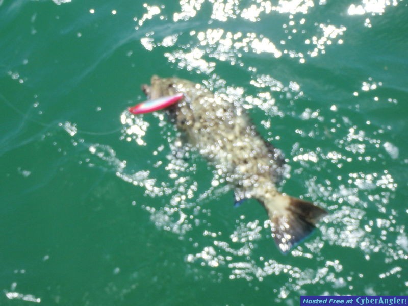 Gag_n_Rapala_4