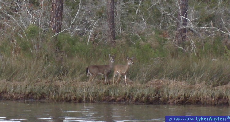 Deer_on_the_Bay