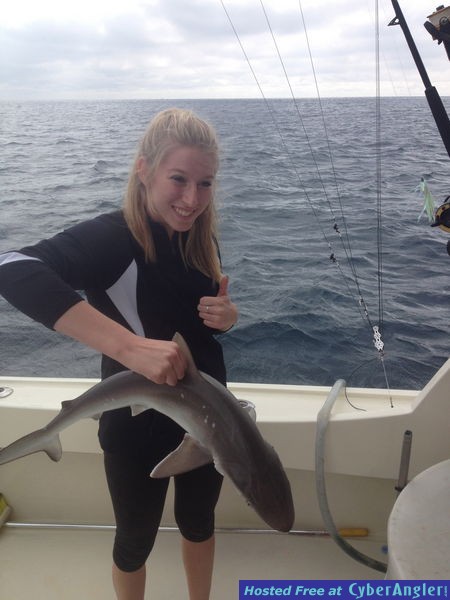 Sharks Off Ft Lauderdale