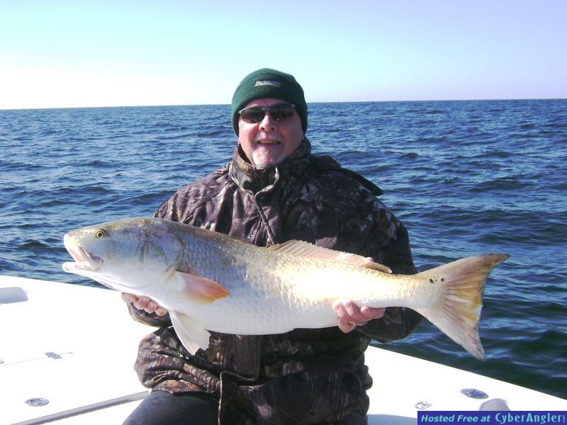 Nice Bull Red Phil