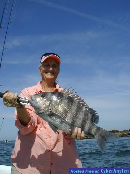 sheephead