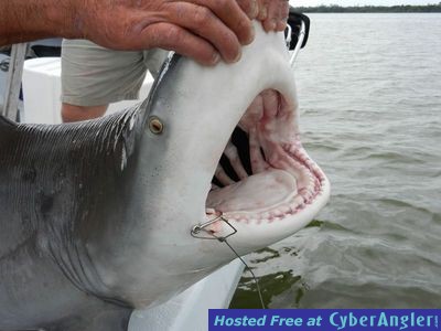 Bull Shark Fishing, Sanibel &amp;amp; Captiva …  Fort Myers Fishing Report