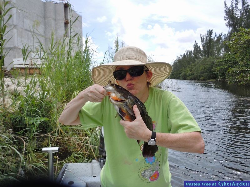 Miami Peacock bass