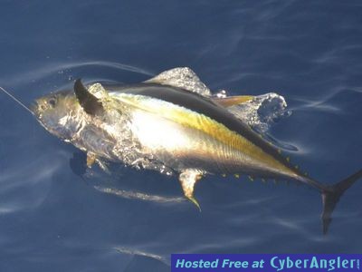 Click to Enlarge Photo