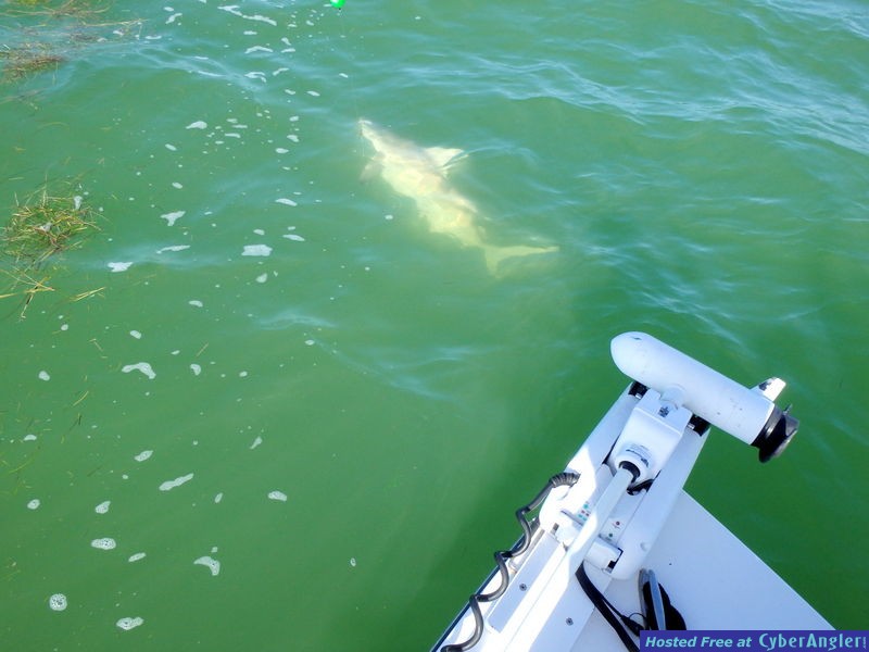 Dillions_spinner_shark