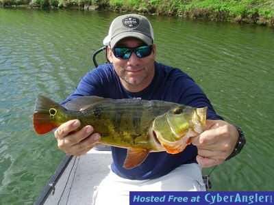 Miami Peacock Bass