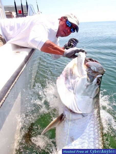 Releasing a Louisiana Tarpon. Venice, LA.