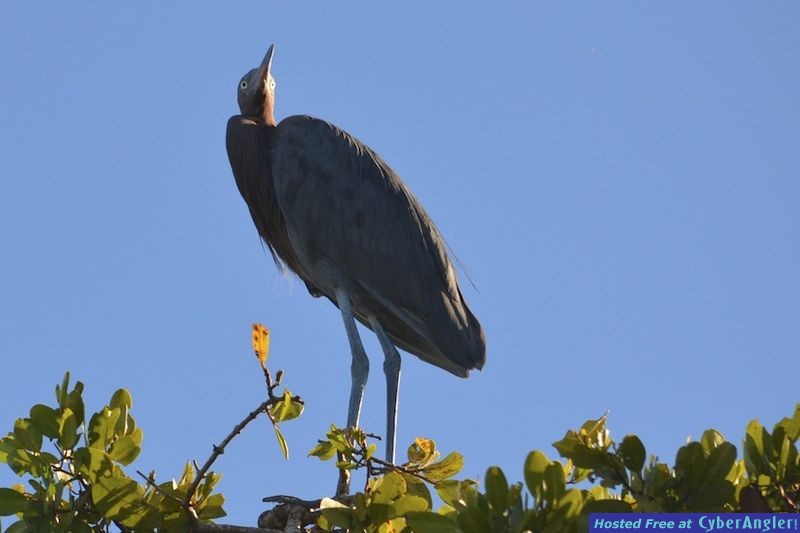 Click to Enlarge Photo