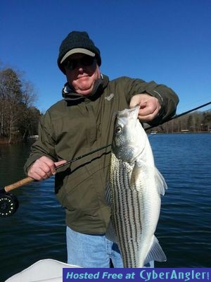 Striper Caught on Lake Hartwell, GA