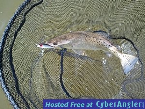 Trout