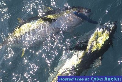 Click to Enlarge Photo