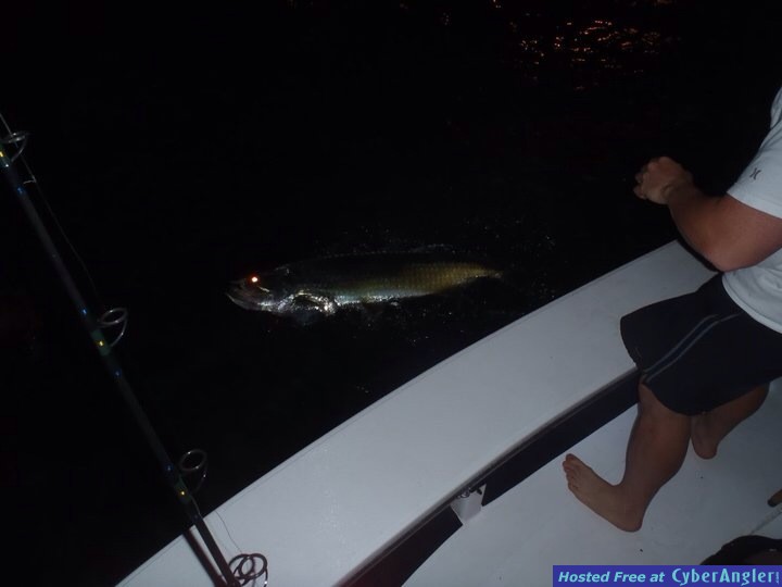 tarpon_11