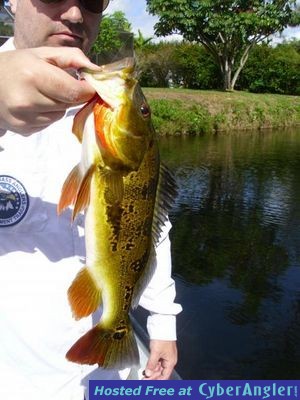 Miami Peacock bass fishing