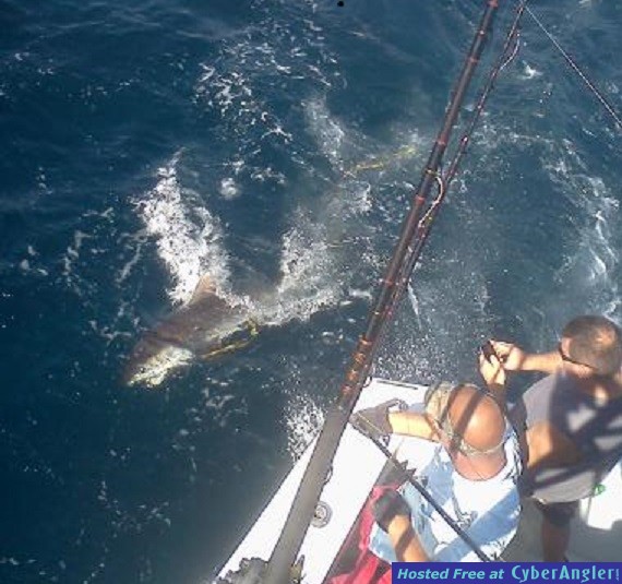 Shark_Tiger_Bob2_cropped