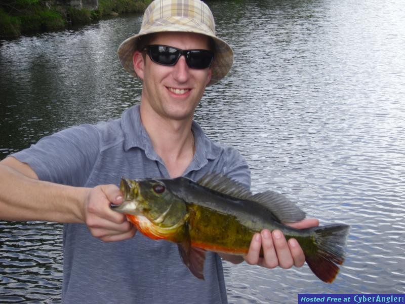 Peacock Bass