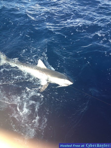 Click to Enlarge Photo