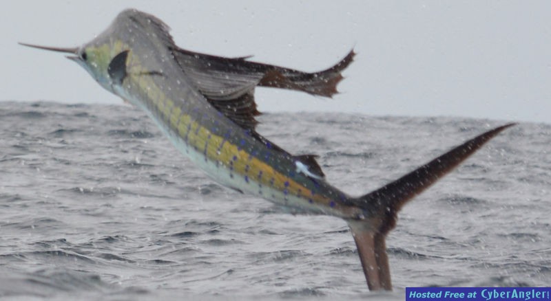 fishing costa rica for sailfish
