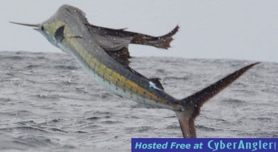 fishing costa rica for sailfish