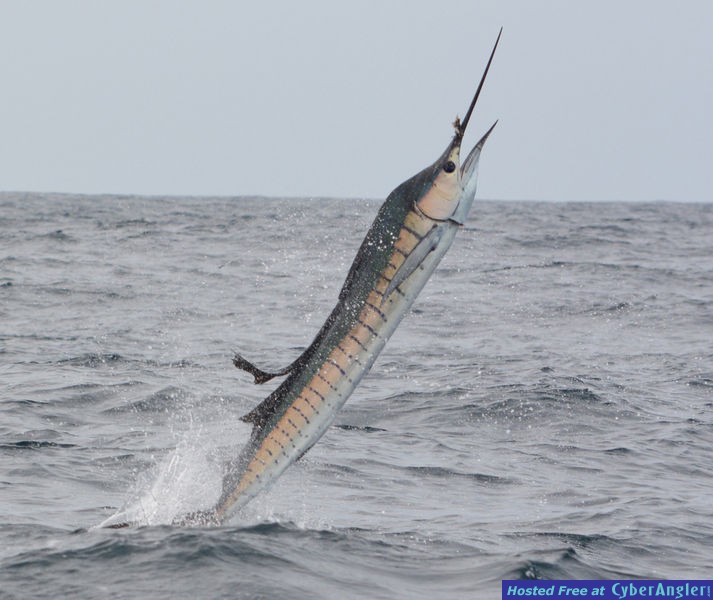 fishing costa rica for sailfish