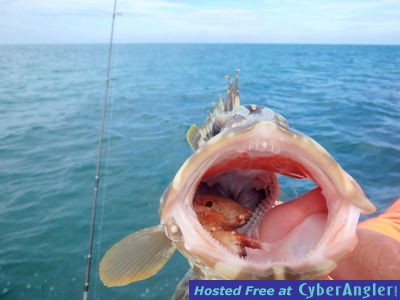 Nassau_grouper_n_crab