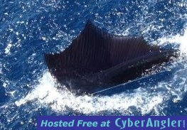 Sailfishing  Ft. Lauderdale