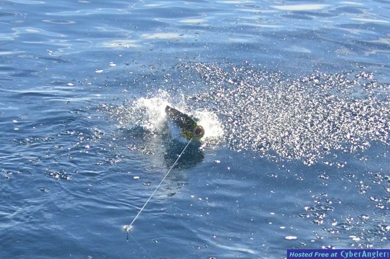 Click to Enlarge Photo