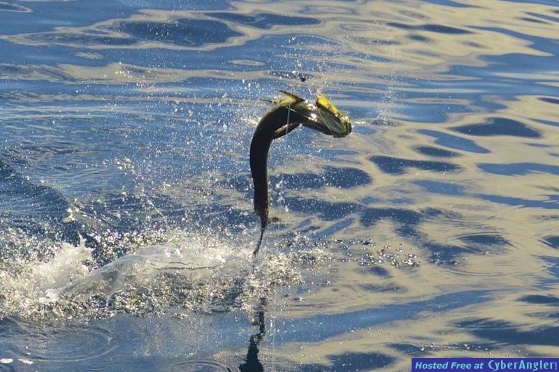 Click to Enlarge Photo