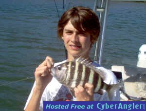 JohnNimmer-13in-bay-sheep